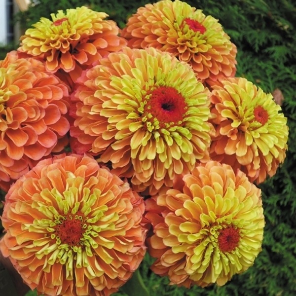 種 花たね 百日草 クイーンライムオレンジ 1袋（25粒)
