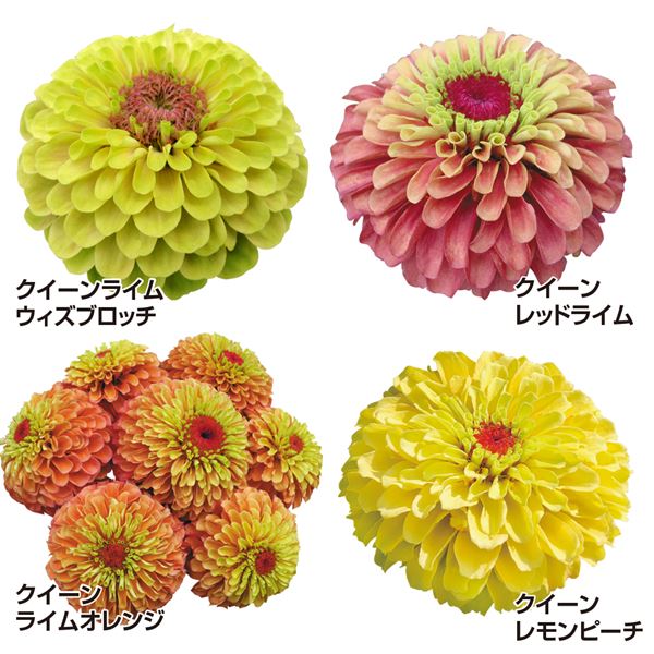 種 花たね 百日草 クイーンセット 4種4袋