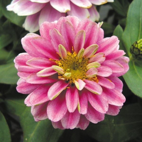 種 花たね 百日草 ラズベリーリップル 1袋（15粒)
