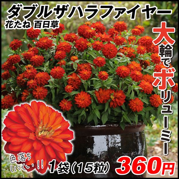 種 花たね 百日草 ダブルザハラ ファイヤー 1袋(15粒)