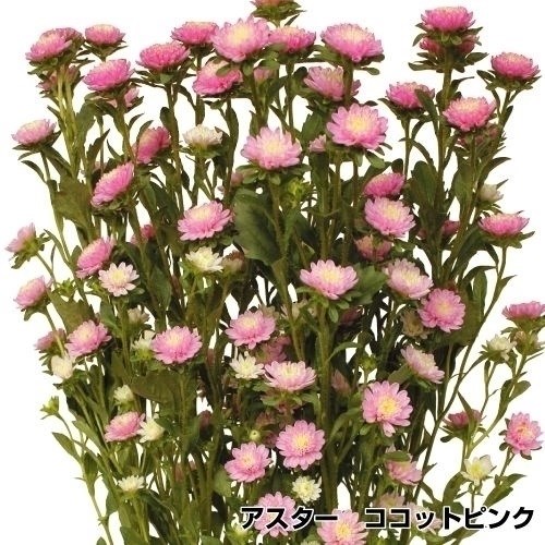 種 花たね 切花向き アスター ココットピンクPVP 1袋(20粒)