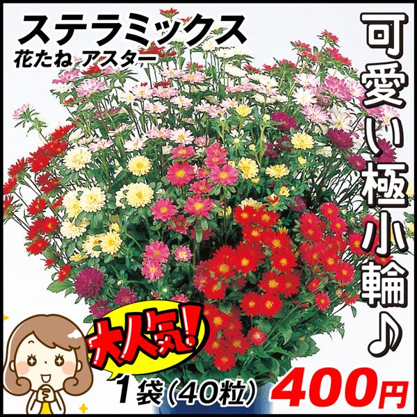 種 花たね 切花向き アスター ステラミックス 1袋(40粒)