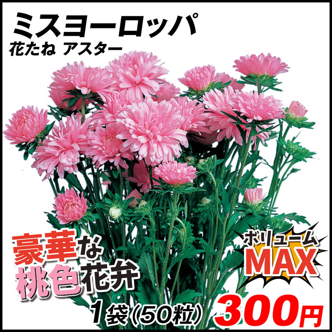 種 花たね アスター ミスヨーロッパ 1袋（50粒)