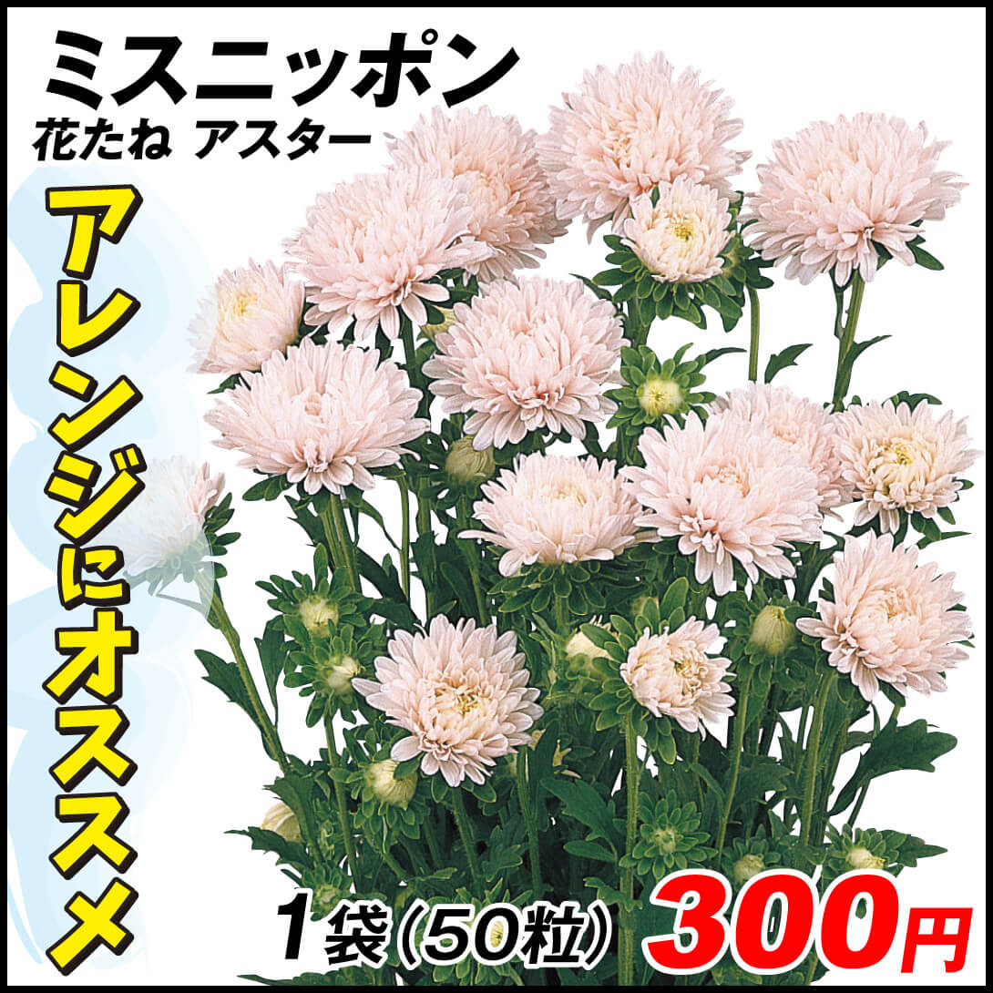 種 花たね アスター ミスニッポン 1袋（50粒)