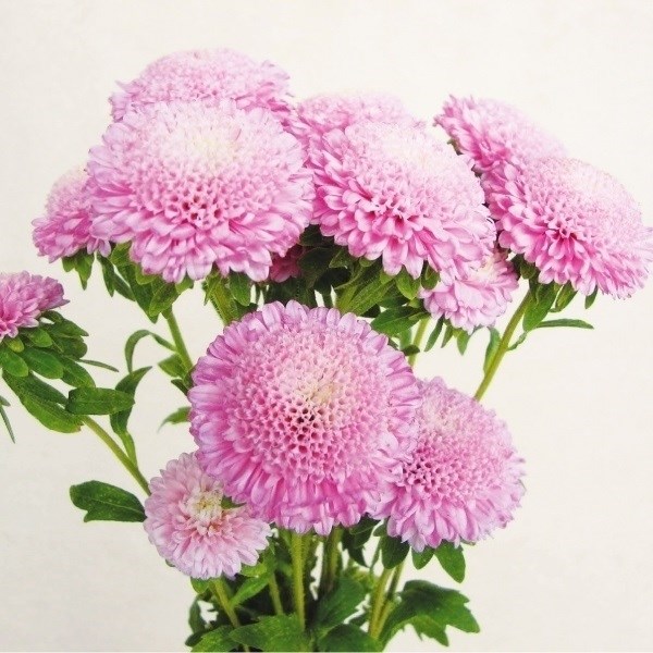 種 花たね アスター 小輪ポンポンチェリー 1袋（50粒)