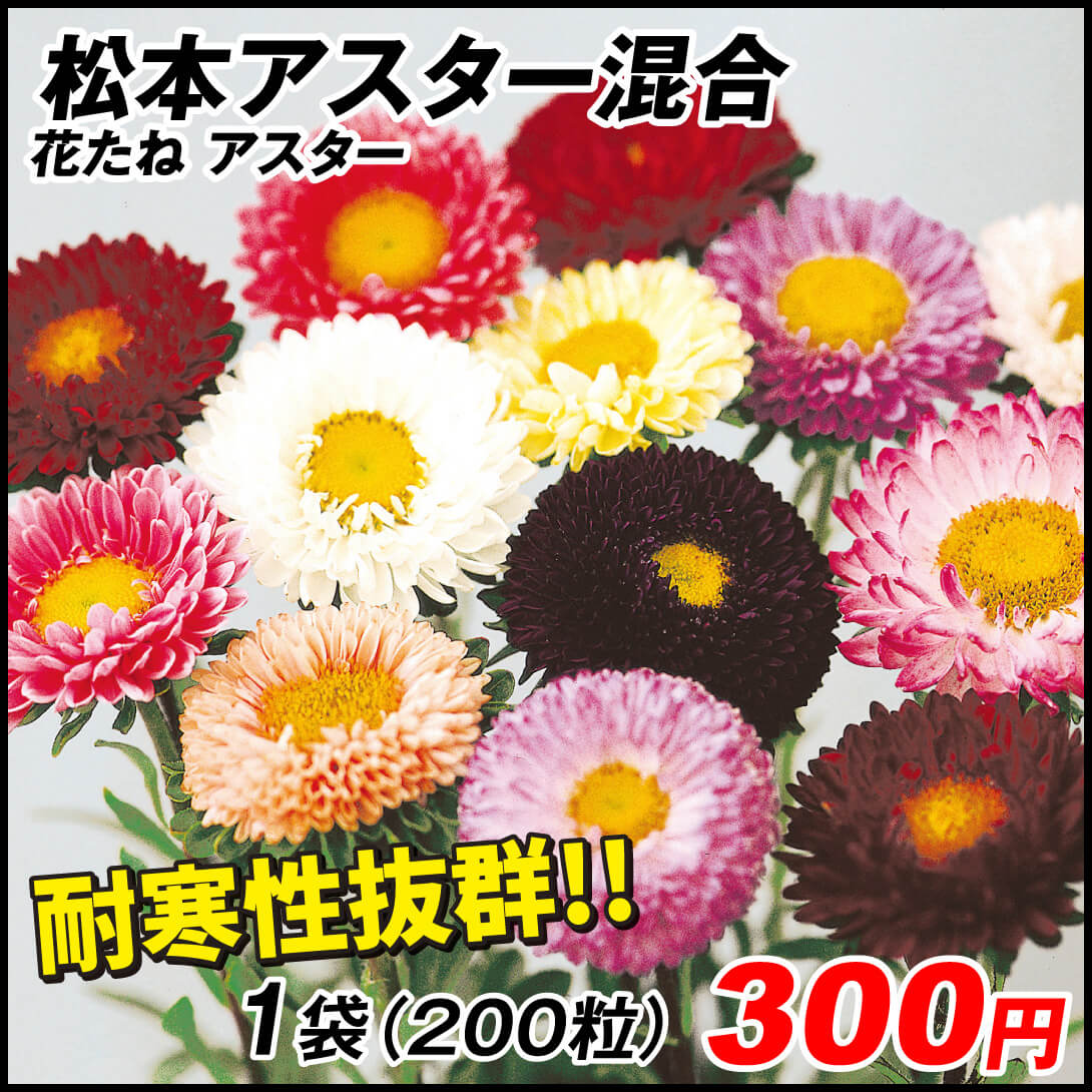 種 花たね アスター 松本アスター混合 1袋（200粒)