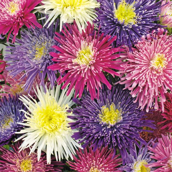 種 花たね アスター シースターレットミックス 1袋（70粒)