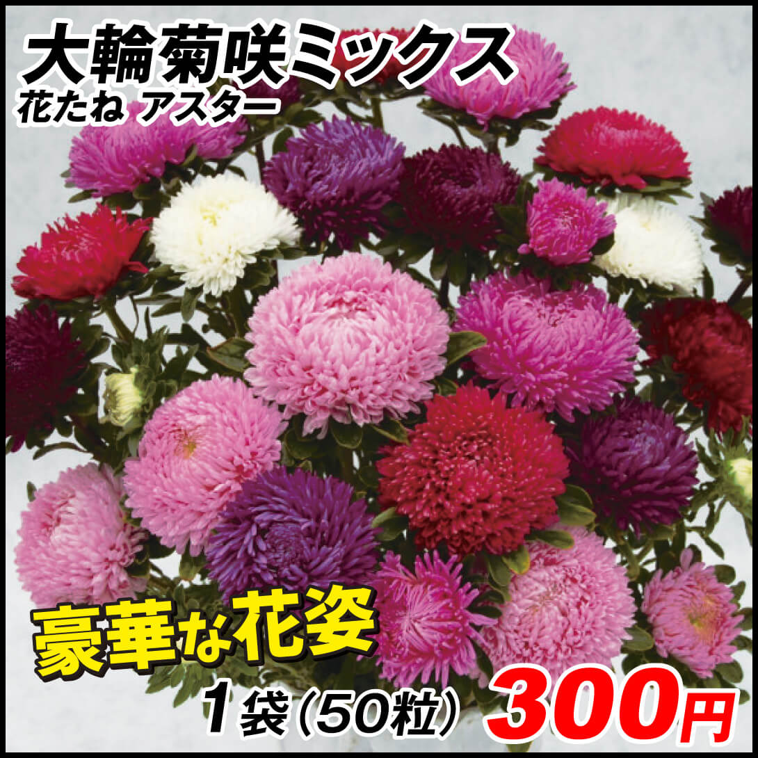 種 花たね アスター 大輪菊咲ミックス 1袋(50粒)