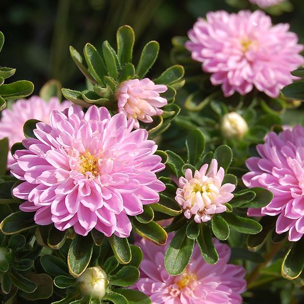 種 花たね アスター トルバドゥール ローズ 1袋（25粒)