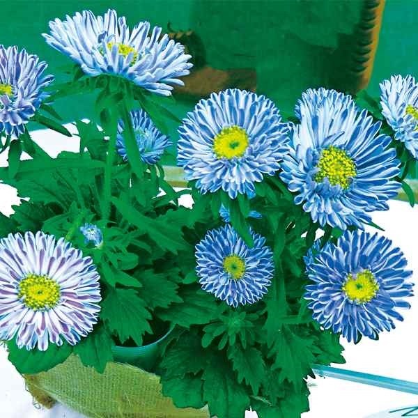 種 花たね アスター リボンブルー 1袋(25粒)