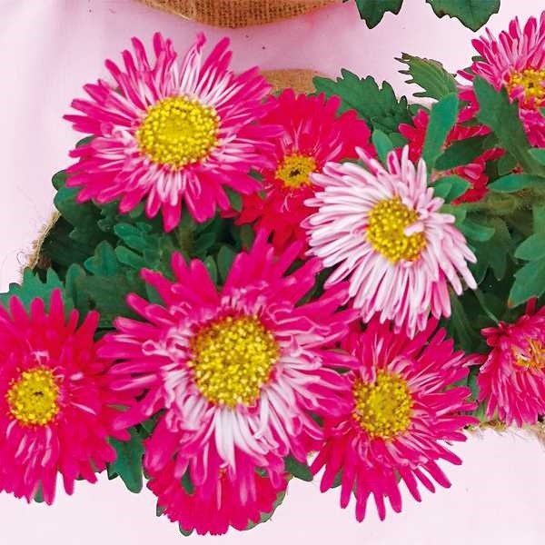 種 花たね アスター リボンレッド 1袋（30粒)