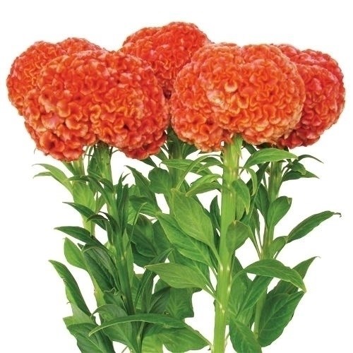種 花たね 切花向き けいとう 柑珠 1袋（100粒)