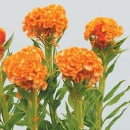 種 花たね 切花向き けいとう オレンジクイーン 1袋（100粒)