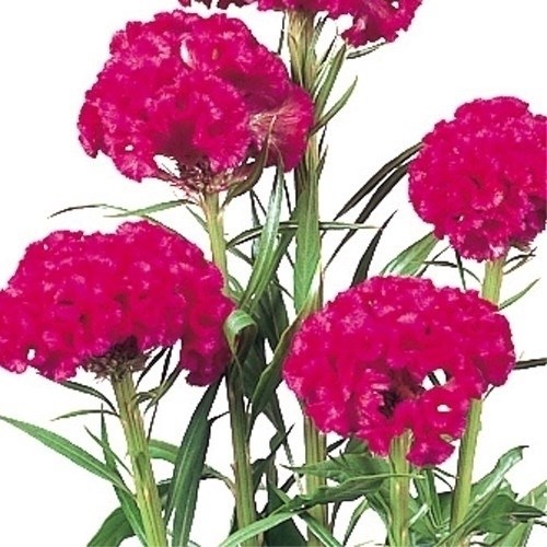 種 花たね 切花向き けいとう 久留米 ローズ 1袋（100粒)