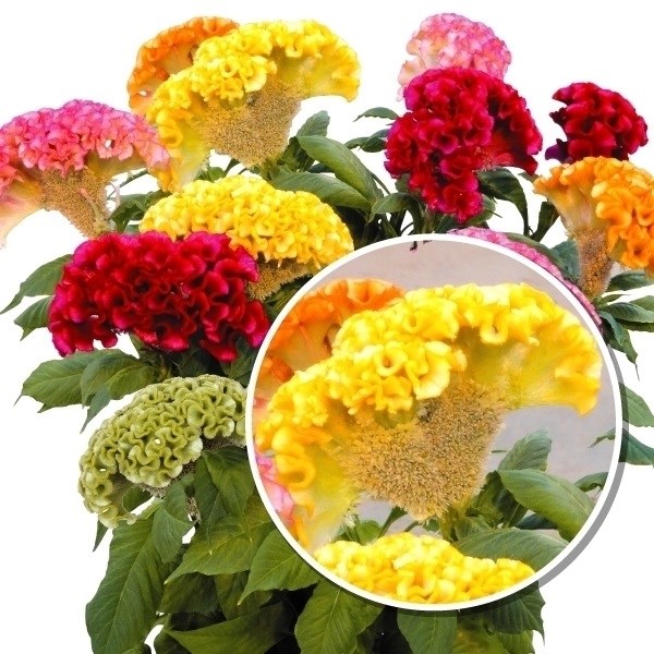 種 花たね ケイトウ アクト イエロー 1袋（15粒)