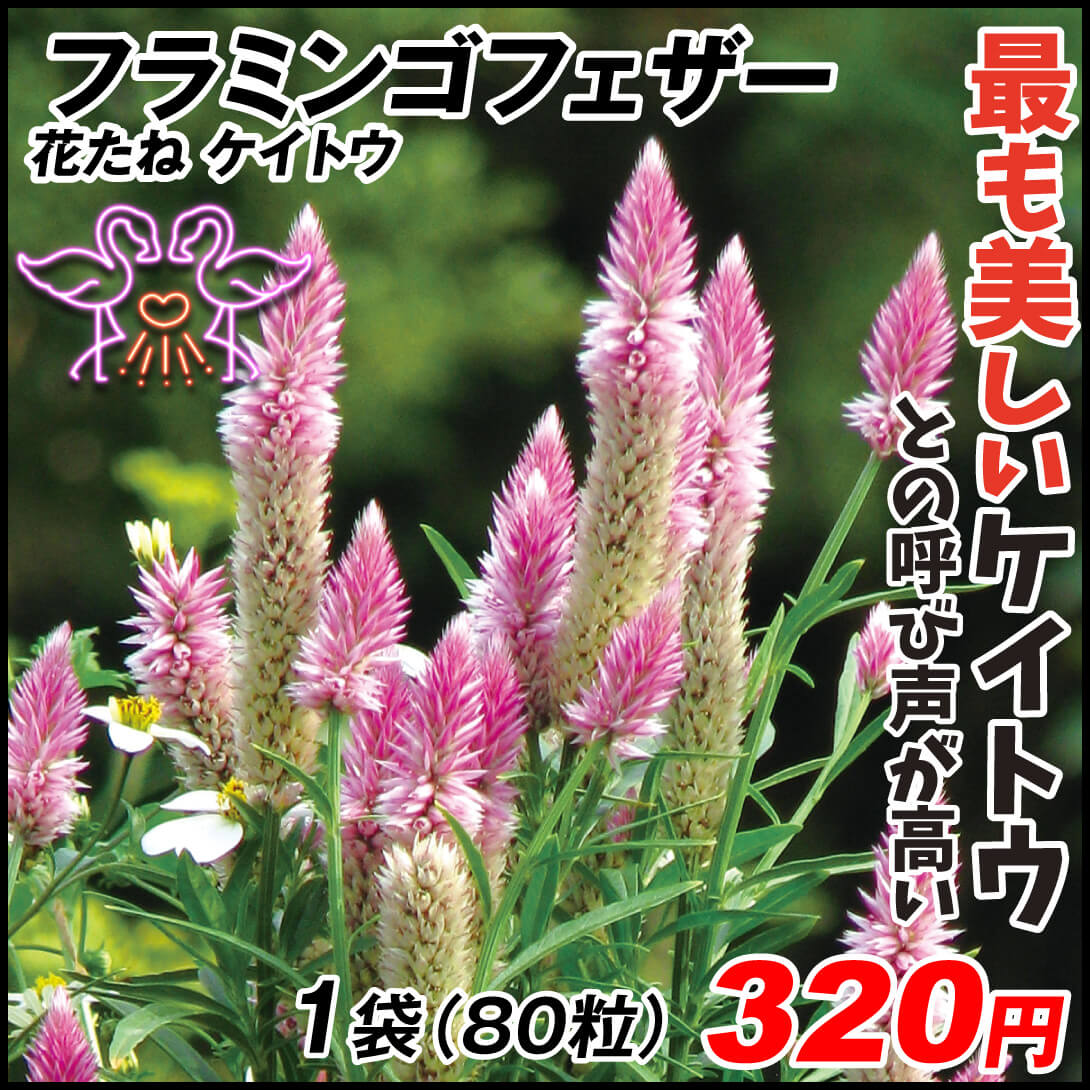 種 花たね ケイトウ フラミンゴフェザー 1袋（80粒)