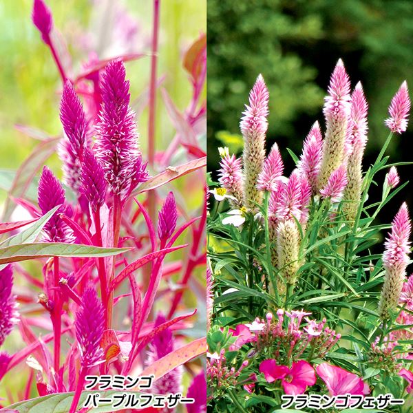 種 花たね ケイトウ フラミンゴフェザーセット 2種2袋