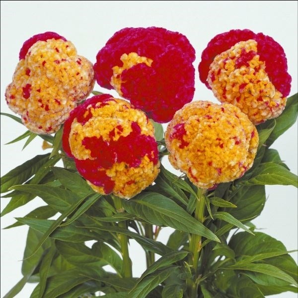 種 花たね ケイトウ 久留米咲き分け 1袋（50粒)