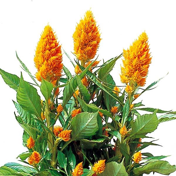 種 花たね ケイトウ 金峰 1袋（100粒)