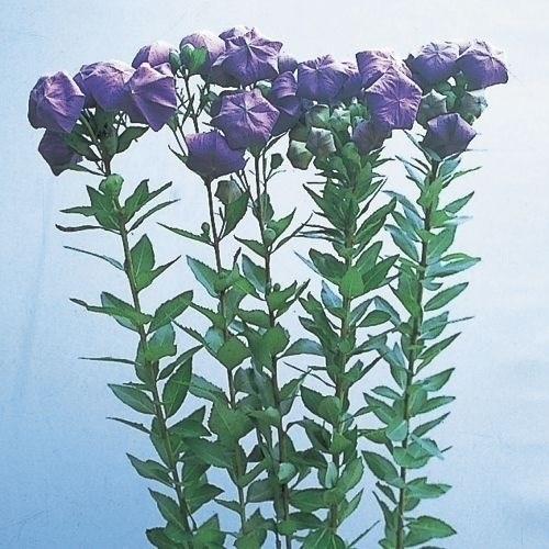 種 花たね 切花向き 袋咲キキョウ 袋咲小町 1袋（20粒)