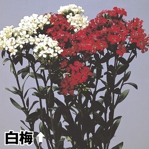種 花たね 切花向き ナデシコ 白梅 1袋（80粒)