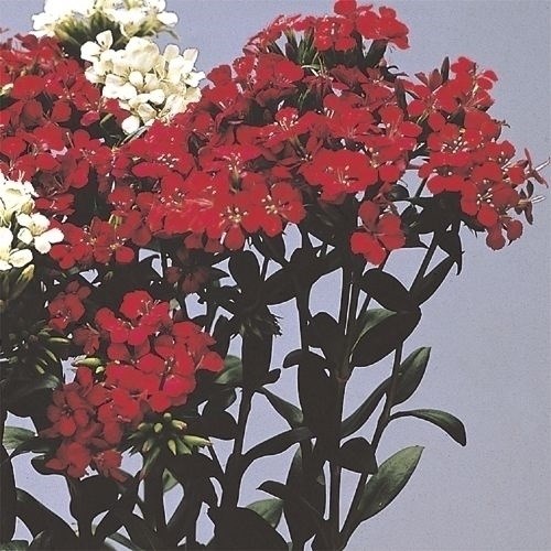 種 花たね 切花向き ナデシコ 紅梅 1袋（80粒)