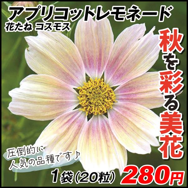 種 花たね コスモス アプリコットレモネード 1袋(20粒)