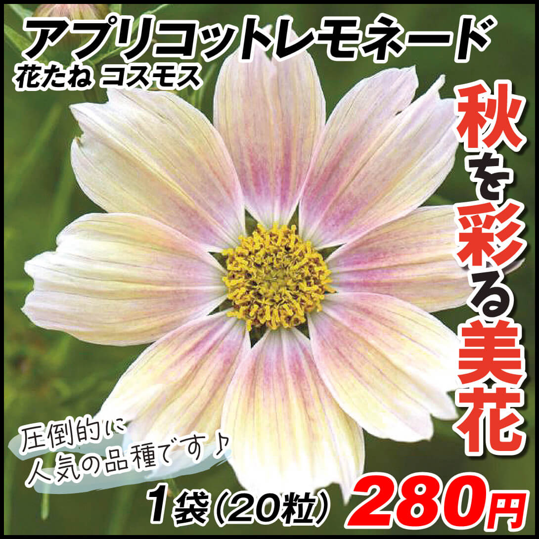 種 花たね コスモス アプリコットレモネード 1袋（20粒)