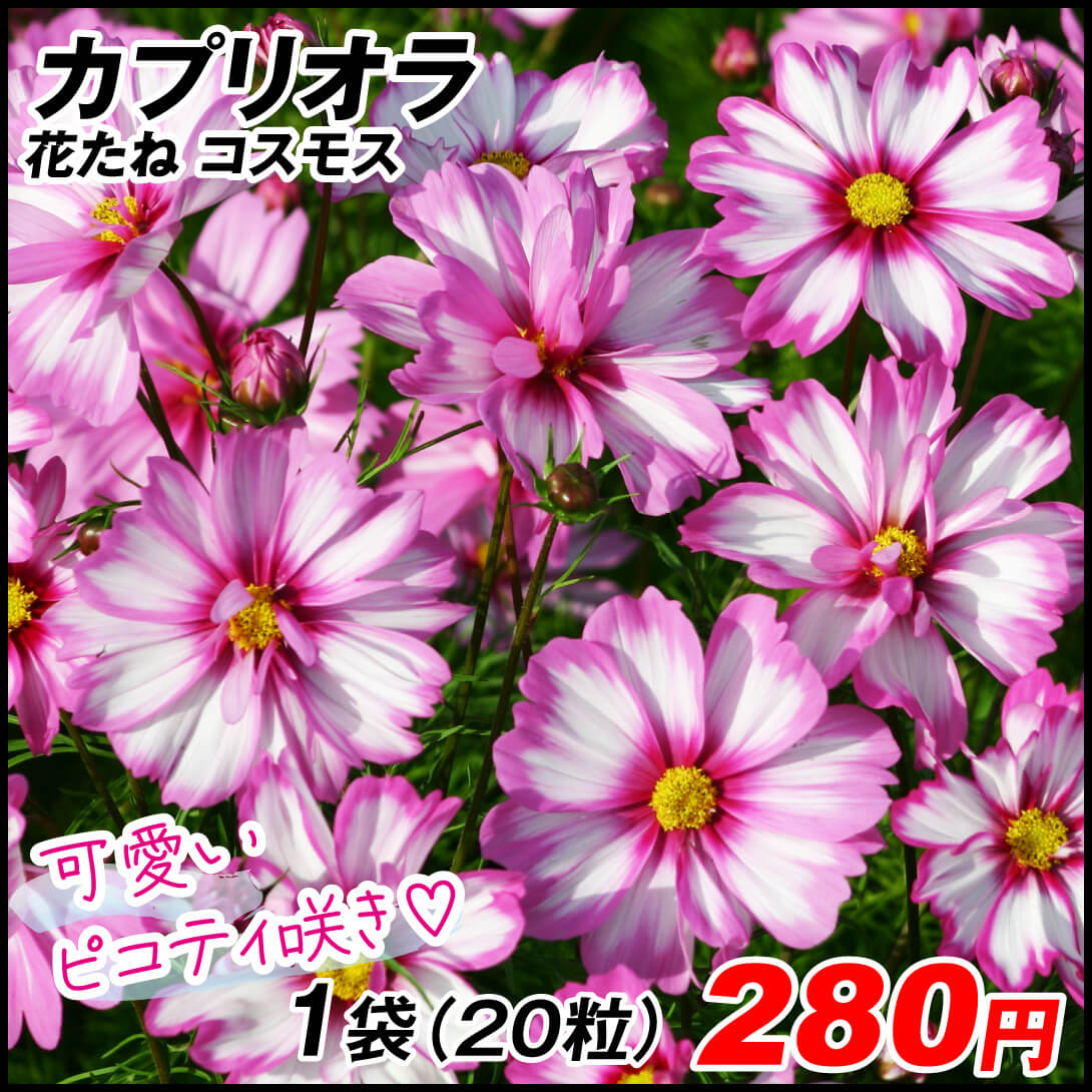 種 花たね コスモス カプリオラ 1袋（20粒)
