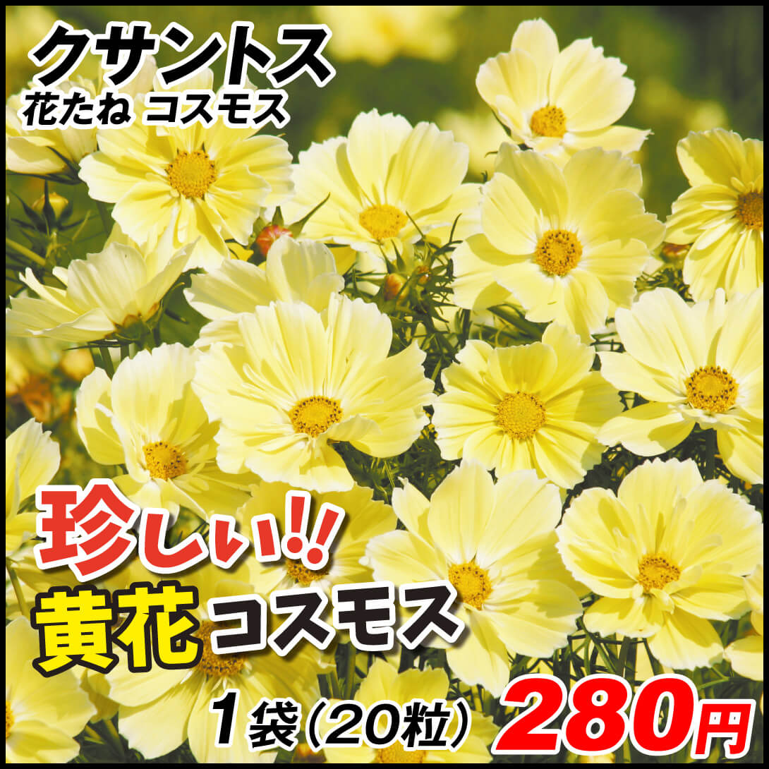 種 花たね コスモス クサントス 1袋（20粒)
