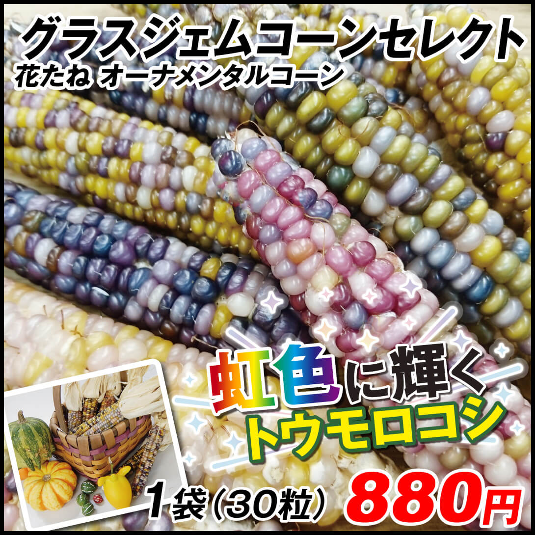 種 花たね オーナメンタルコーン グラスジェムコーンセレクト 1袋（30粒)