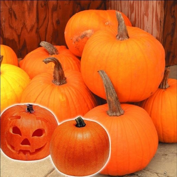 種 花たね おもちゃかぼちゃ ハロウィーン 1袋（5粒)
