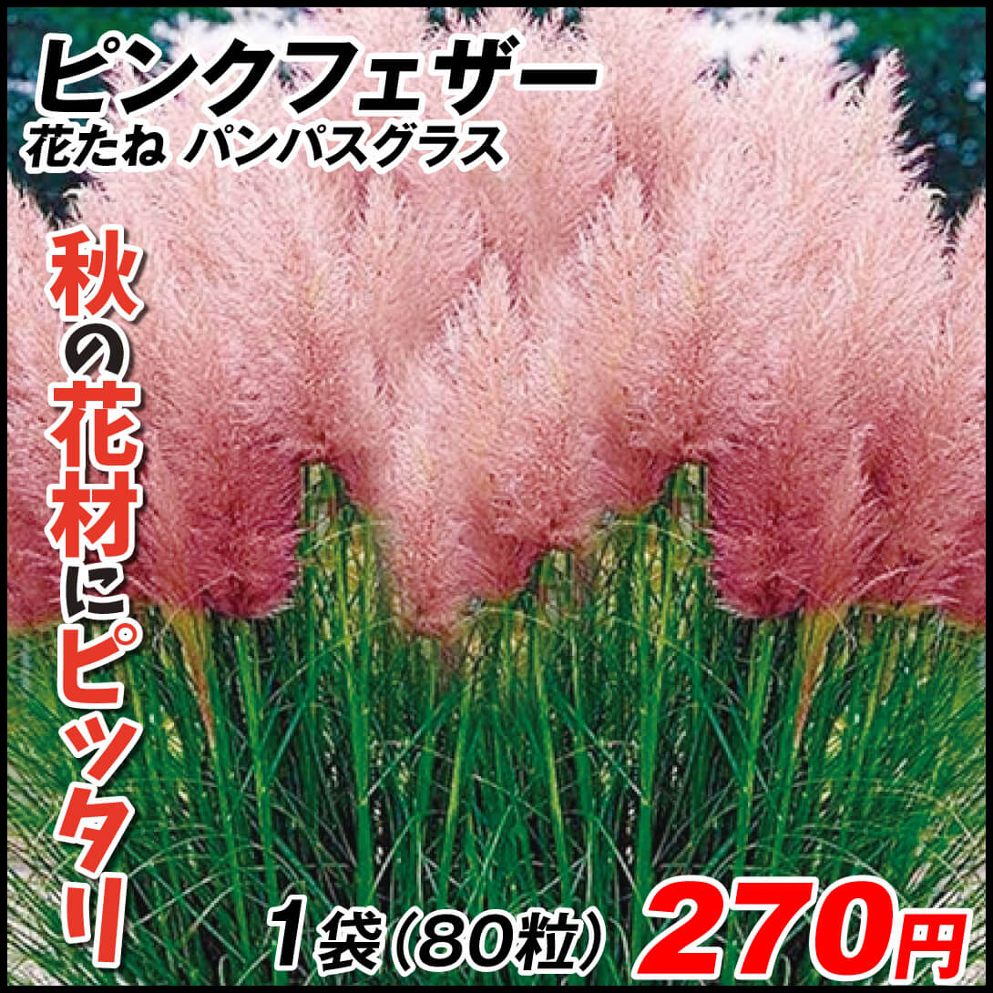 パンパスグラス ピンクフェザー