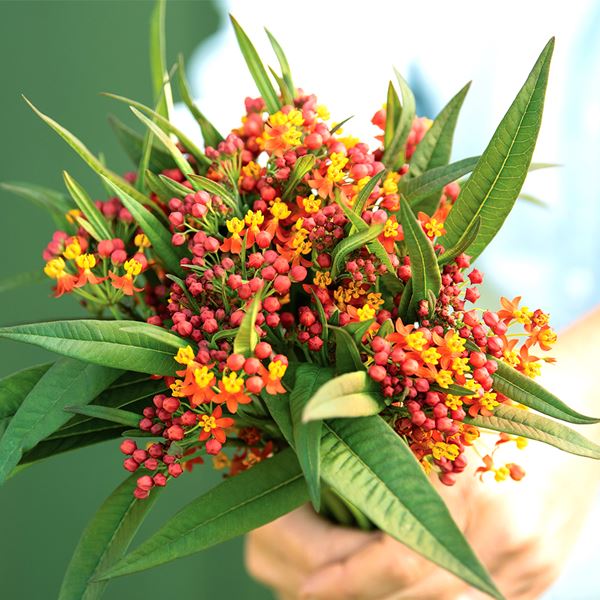種 花たね アスクレピアス アポロオレンジ 1袋（40粒)