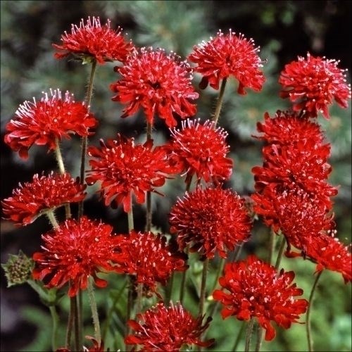 種 花たね 多年草 クナウティア レッドチェリー 1袋（25粒)