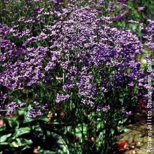 種 花たね 多年草 宿根スターチス ハンガリカム 1袋（100粒)