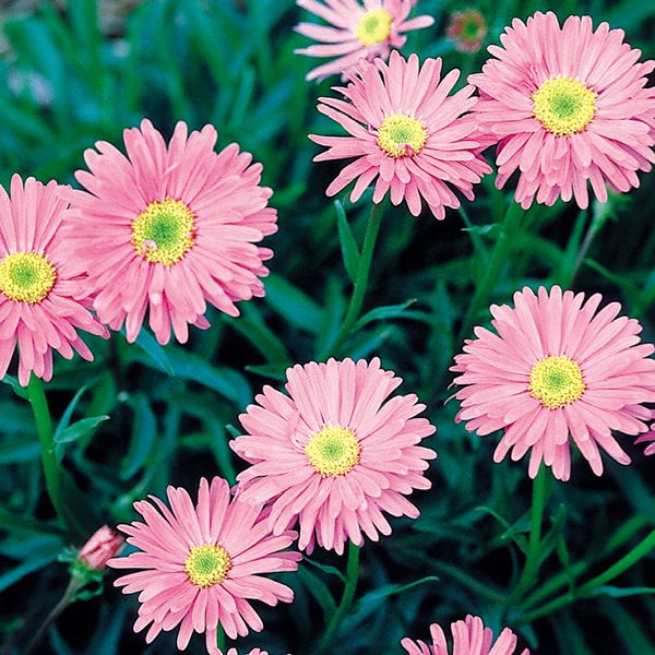 種 花たね アルペンアスター ピンキー 1袋（100粒)