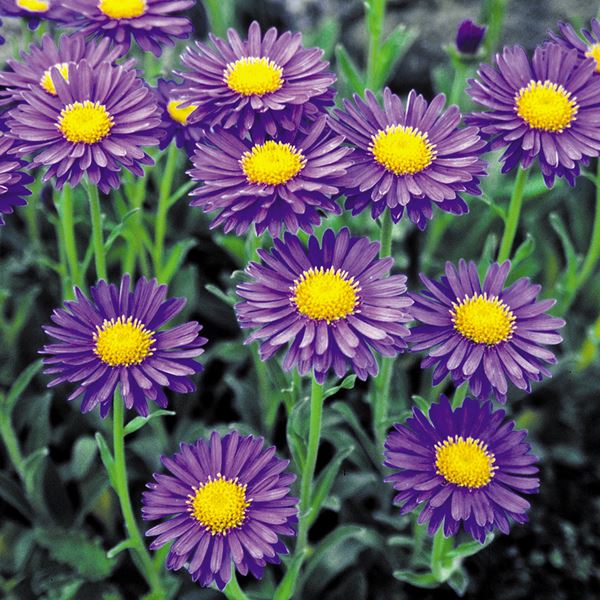 種 花たね アルペンアスター ダークビューティー 1袋（100粒)