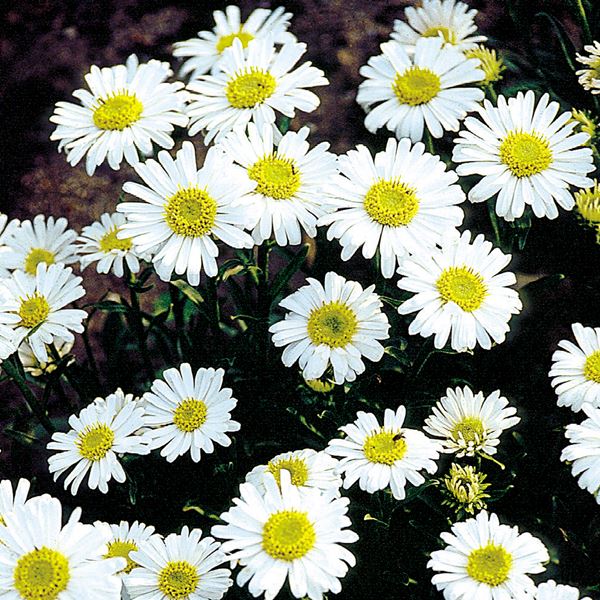 種 花たね アルペンアスター アルバ 1袋(100粒)