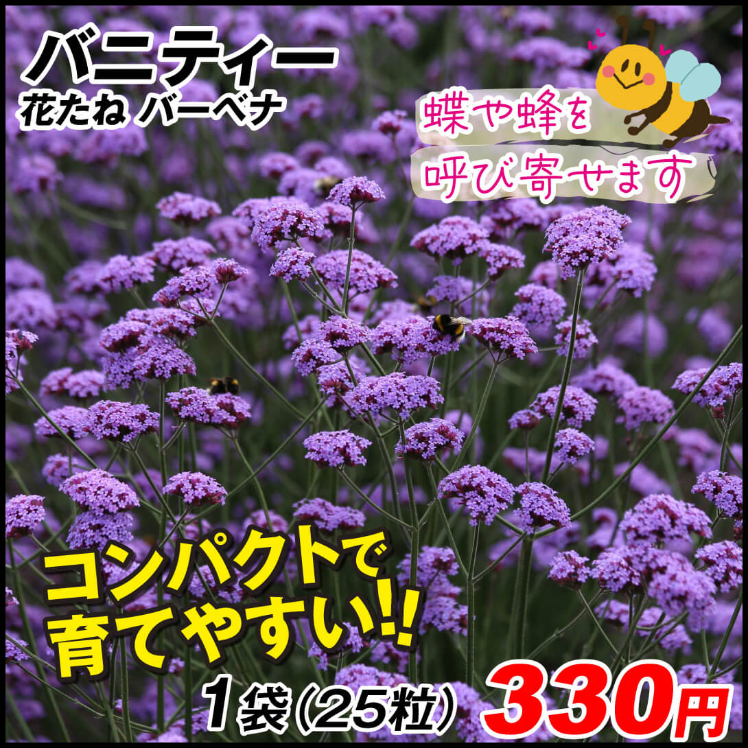 種 花たね バーベナ バニティ 1袋（25粒)