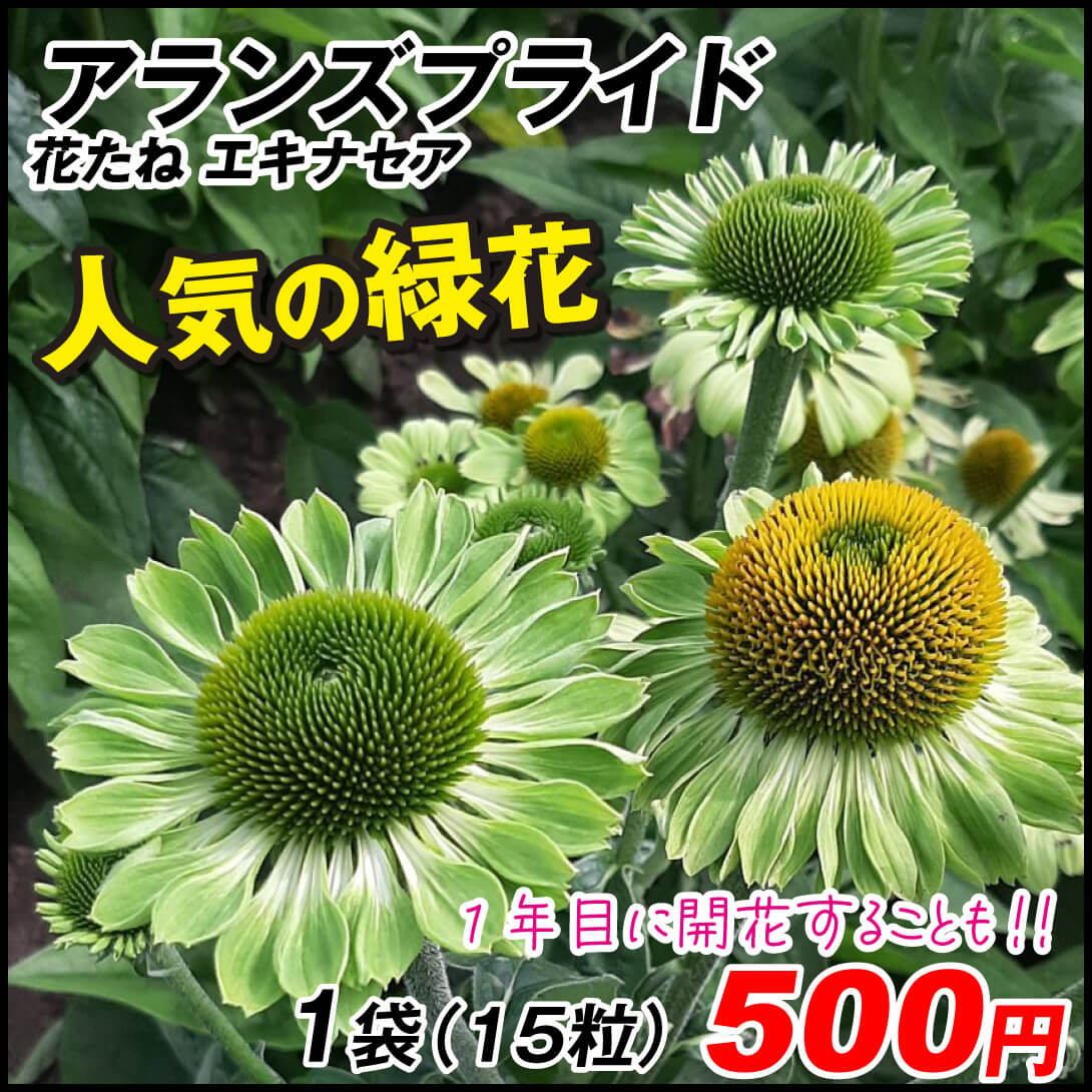 種 花たね エキナセア アランズプライド 1袋（15粒)