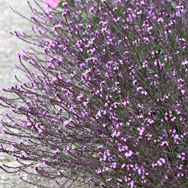 種 花たね バーベナ バンプトン 1袋（30粒)
