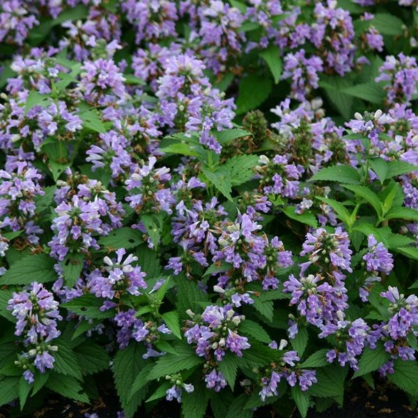 種 花たね ネペタ ブルーパンサー 1袋（50粒)
