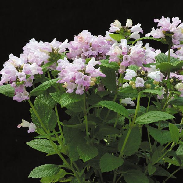 種 花たね ネペタ ピンクパンサー 1袋（50粒)
