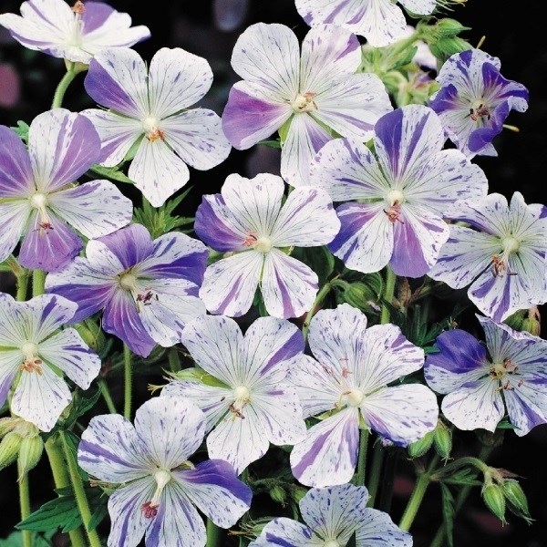 種 花たね ゲラニウム スプリッシュスプラッシュ 1袋（15粒)