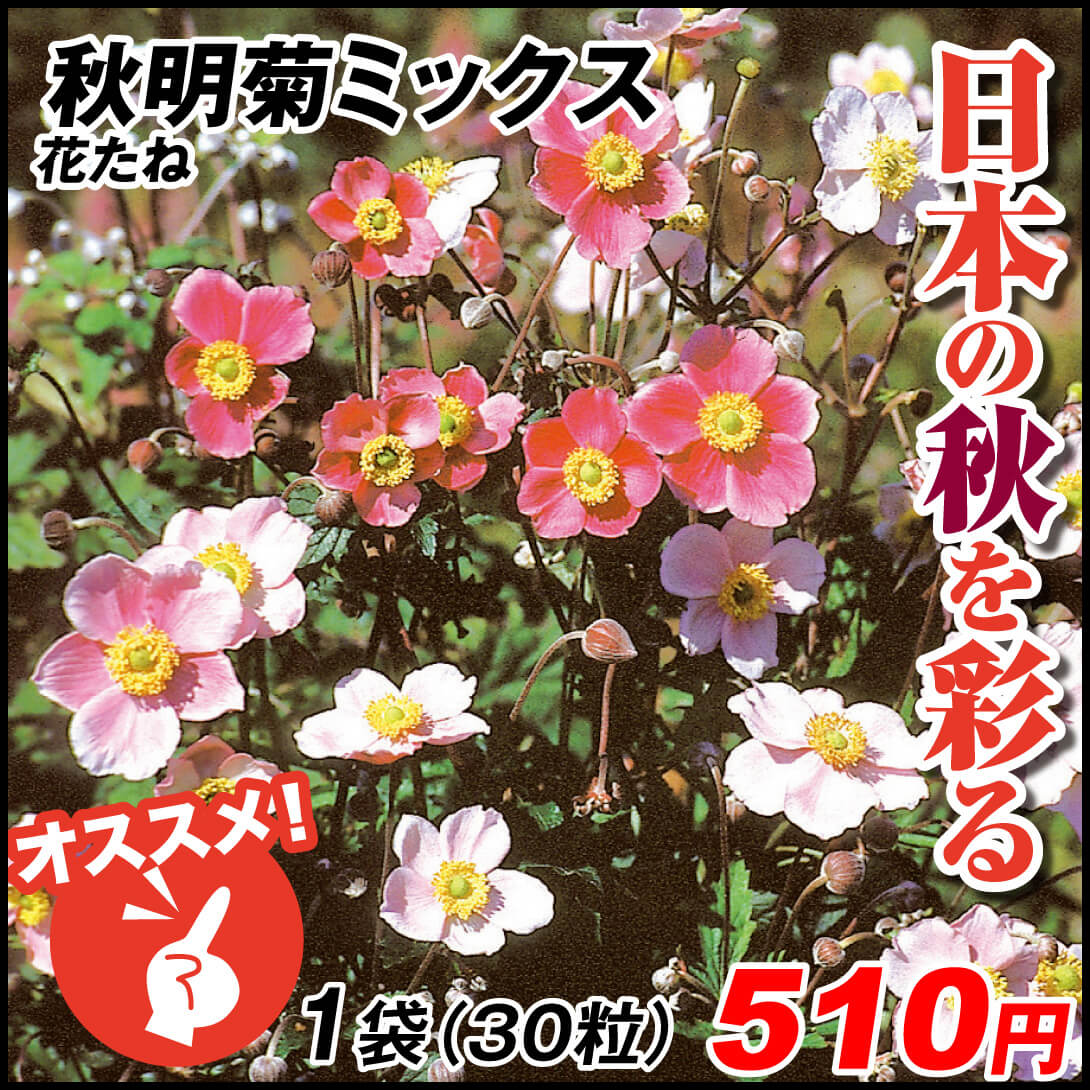 種 花たね 多年草 秋明菊ミックス 1袋（30粒)