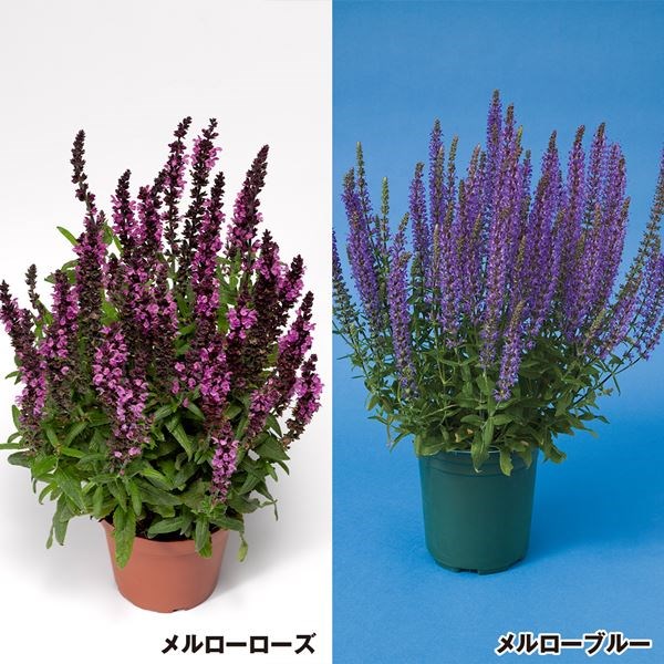 種 花たね サルビアセット 2種2袋