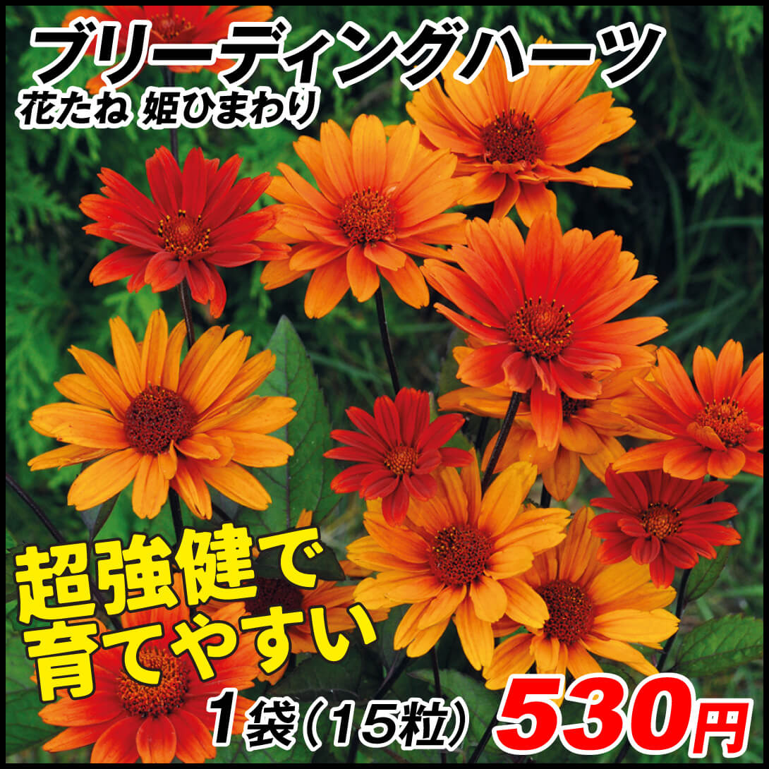種 花たね 姫ひまわり ブリーディングハーツ 1袋（15粒)