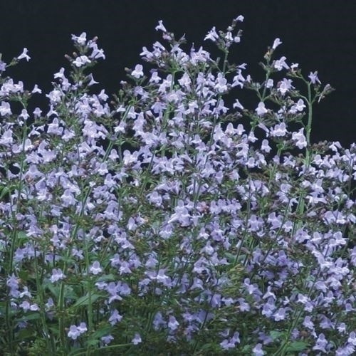 種 花たね カラミンサ マルベレットブルー 1袋（30粒)