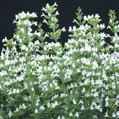種 花たね カラミンサ マルベレットホワイト 1袋(30粒)
